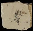 Metasequoia (Dawn Redwood) Fossil Plate - Montana #52185-1